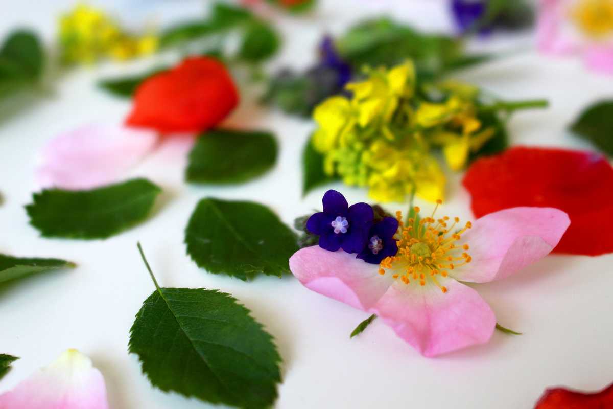 isabelle leroux fleurs de bach fleurs différentes couleurs